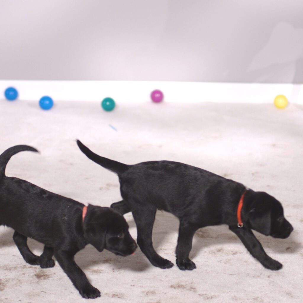 How to Clean Pet Stains on Carpet