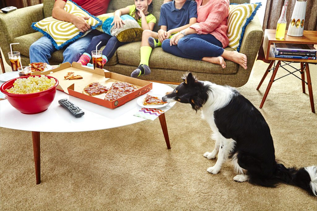 How to Clean Dog Vomit from Carpet