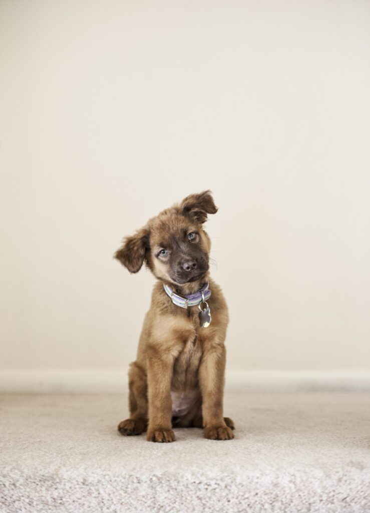 How to get Dog Pee Out of Carpet