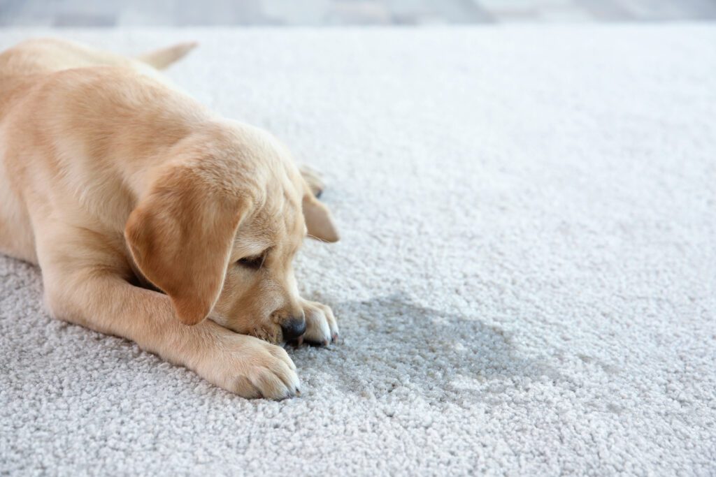 How to Remove Old Urine Stains from Carpet