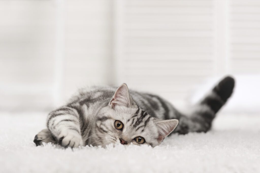 How to Clean Cat Vomit from Carpet